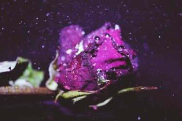 Prince – Purple Rain